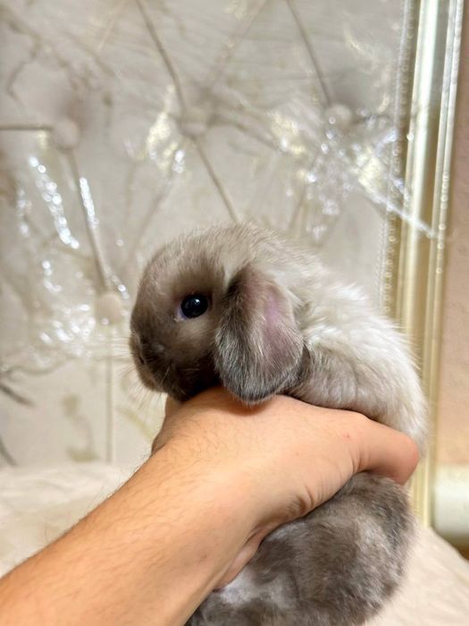 "Basmala farm" fermasidan osmaydigan quyonchalar