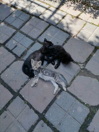 Ofer spre adopție 3 pui de pisica, drăgălași, frumosi și jucăuși