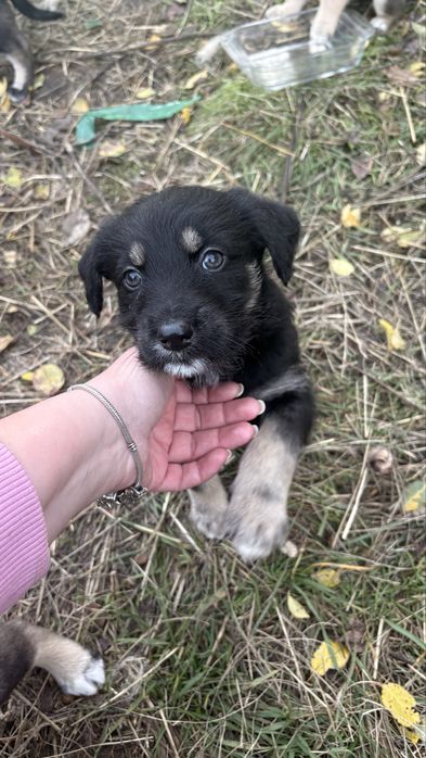 Подаряват се бебета кученца