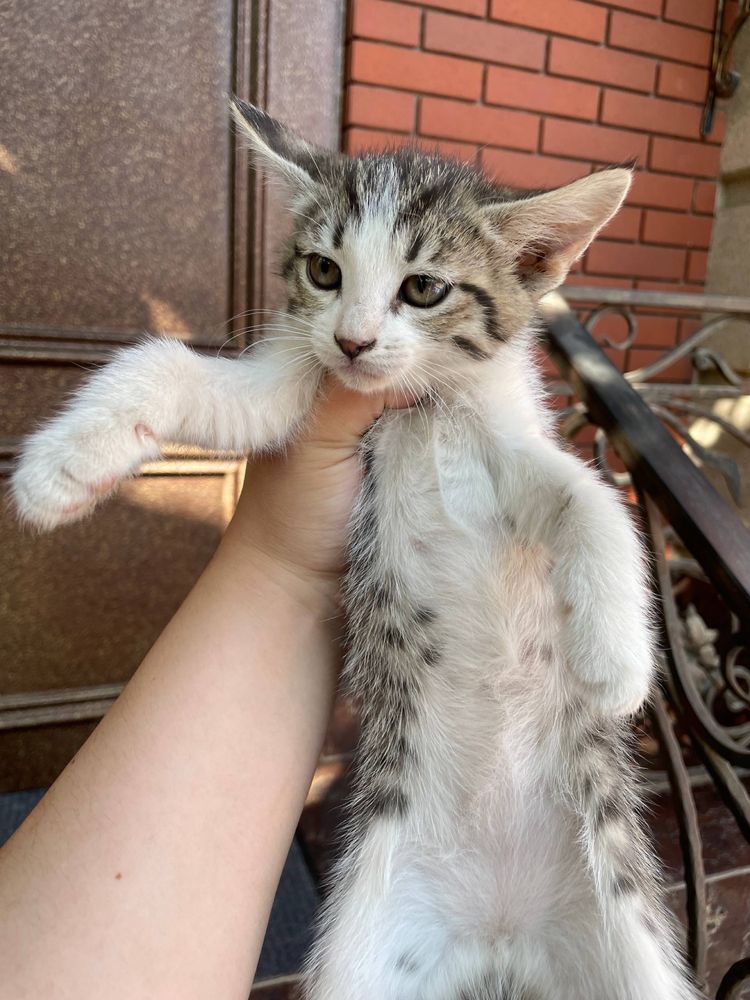 Отдам даром котят