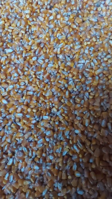 Vând porumb de calitate