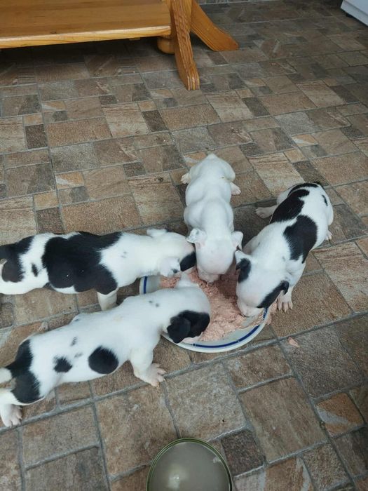 Малки питбулчета