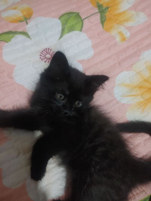 Котенок в хорошие руки