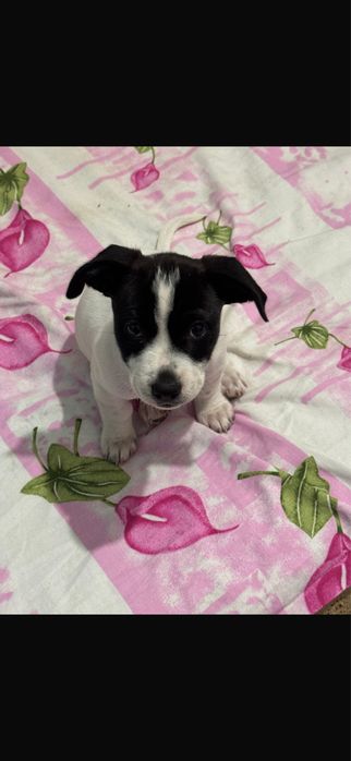 Donez catelușă in zona Chitila Ilfov!