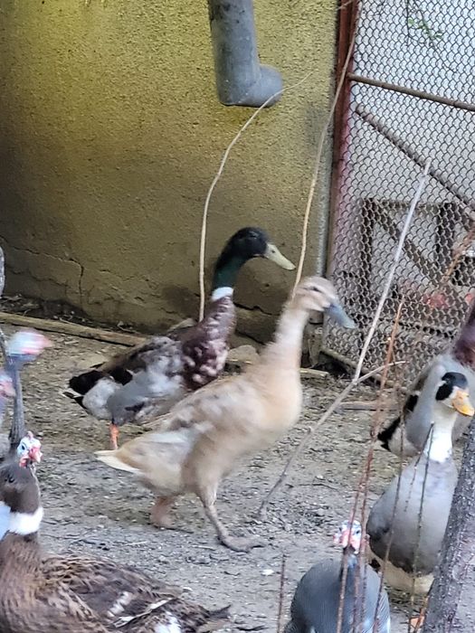 Bibilici,Rațe mute  si găini ouătoare