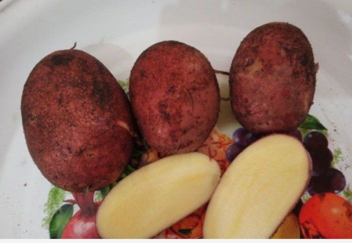 Картошка красная домашняя есть жёлтая тоже крупная