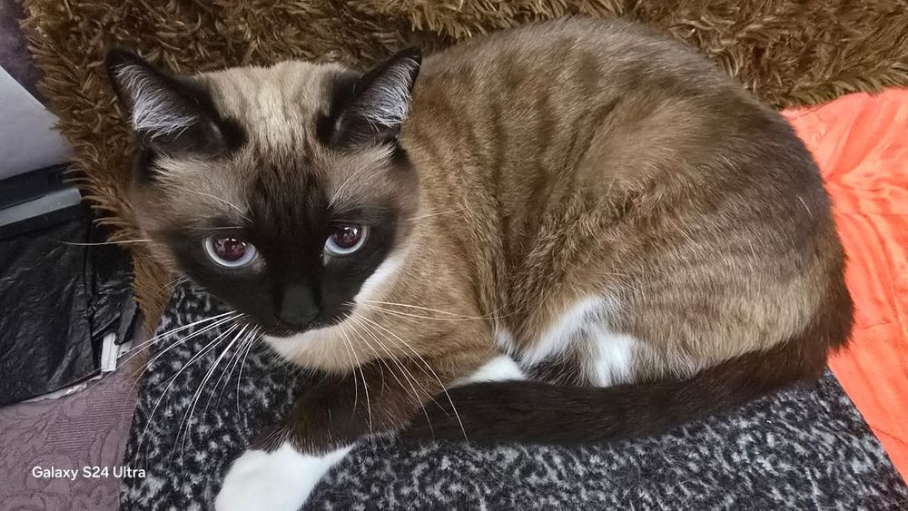 Отдам кота в добрые руки