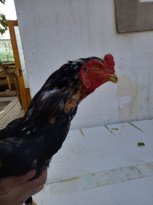 Dakan xoroz sotiladi