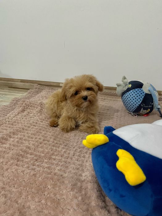 Maltipoo mini -Teddy