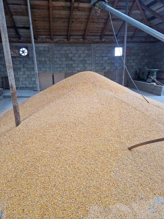 Vand porumb hibrid uscat