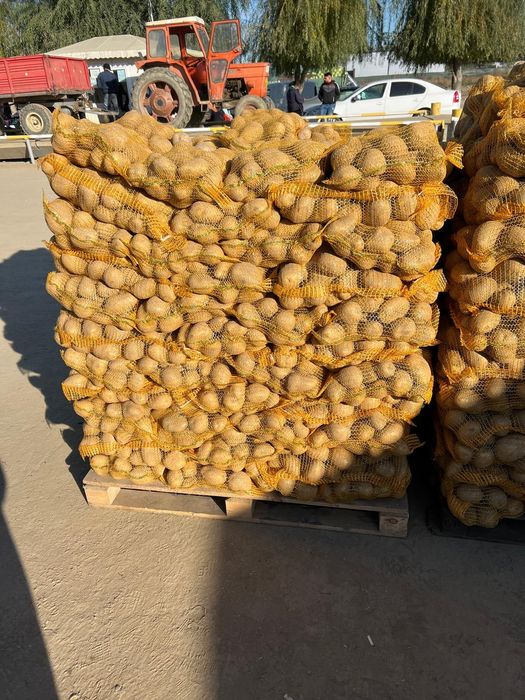 Cartofi de consum Alb si Roșu