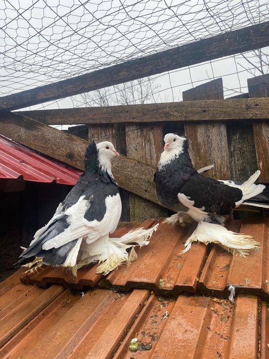 Porumbei Uriași maghiari
