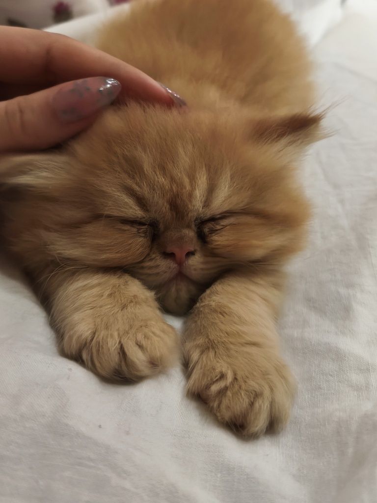 Породисто персийско мъжко коте