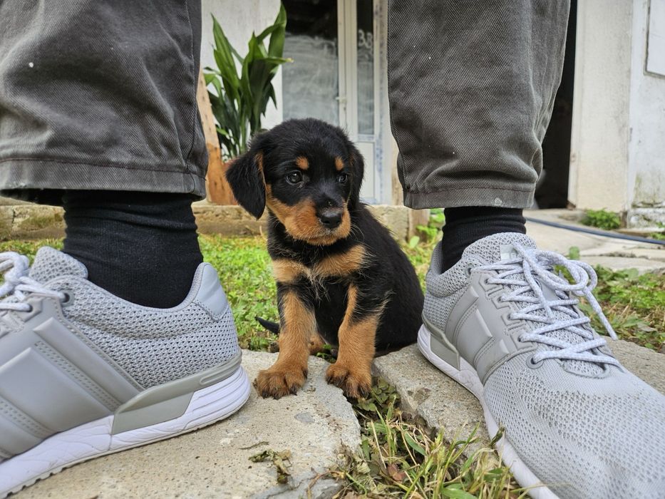 Подарявам мъжки гончета