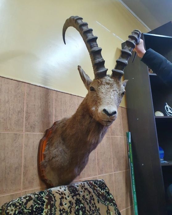 Продам чучело горного козла ТЭК