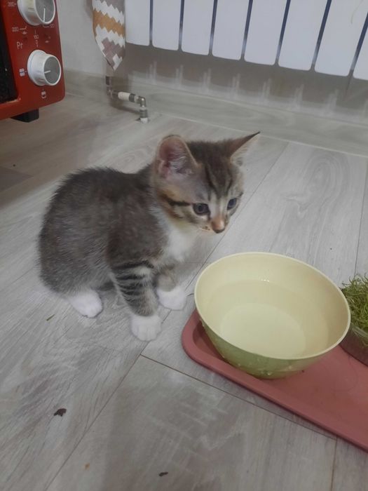 Отдам котят в добрые руки