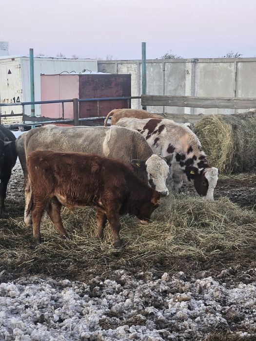Продам Бычков  .