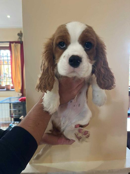 Pui Cavalier King Charles Spaniel Blenheim