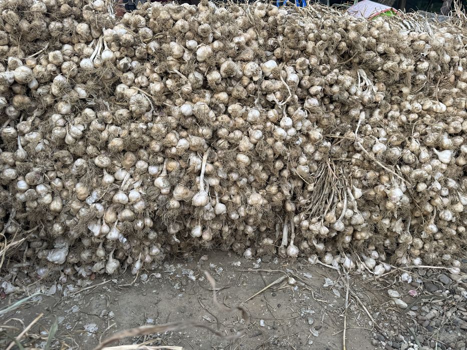 Vand usturoi romanesc de primavara si de toamna  Bio !!