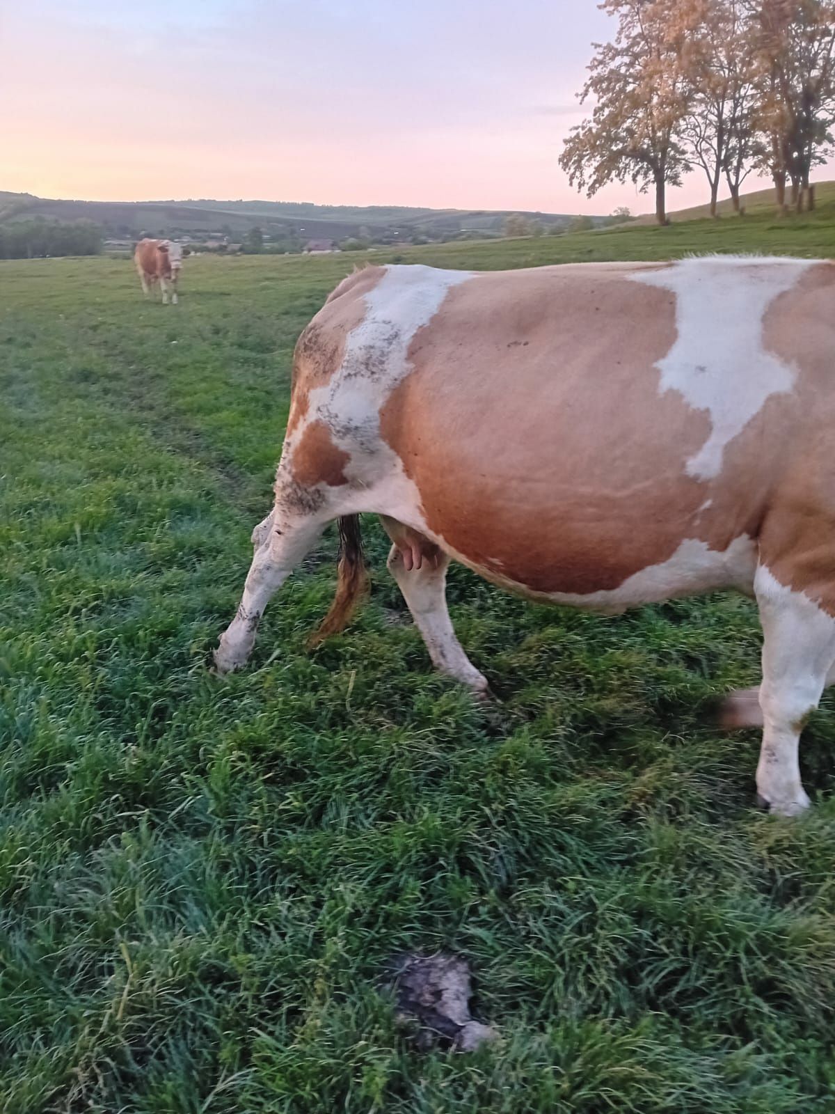 Vaca gestanta de 7 luni