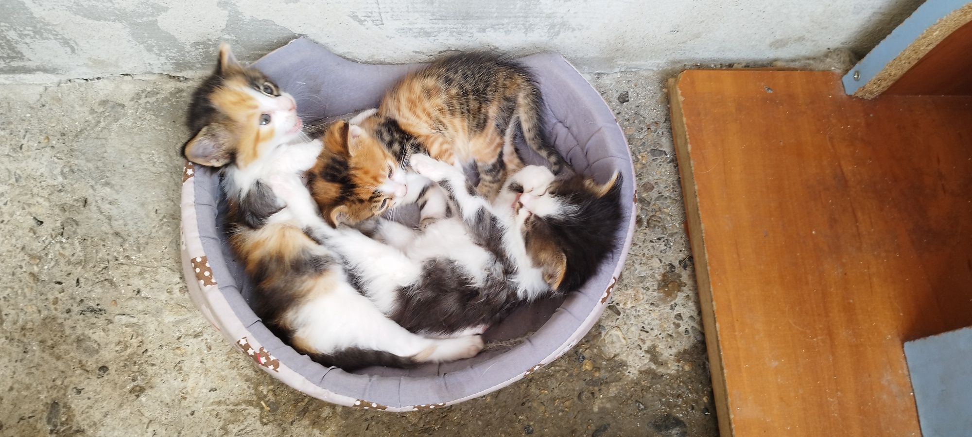 Малки    котенца