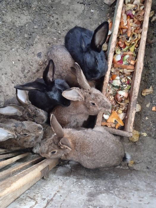 Продаются крольчата по 60000 тысяч