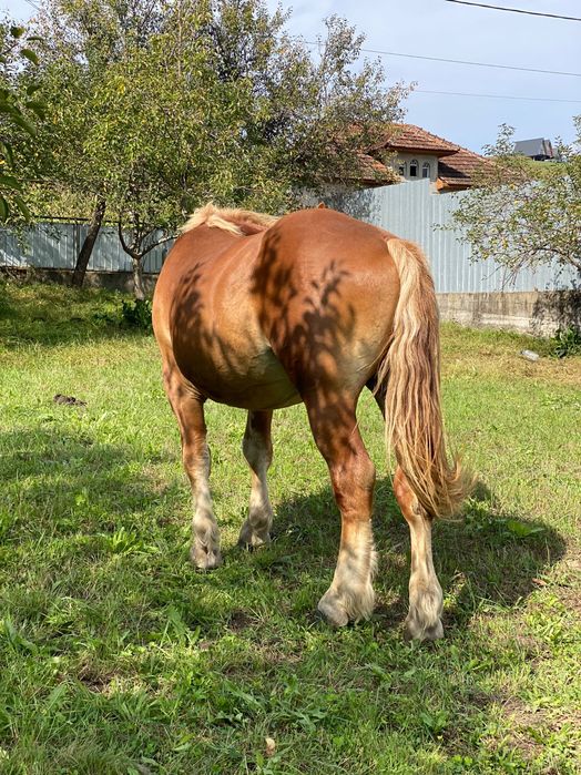 Mânz de 2 ani și două luni garantat de orice