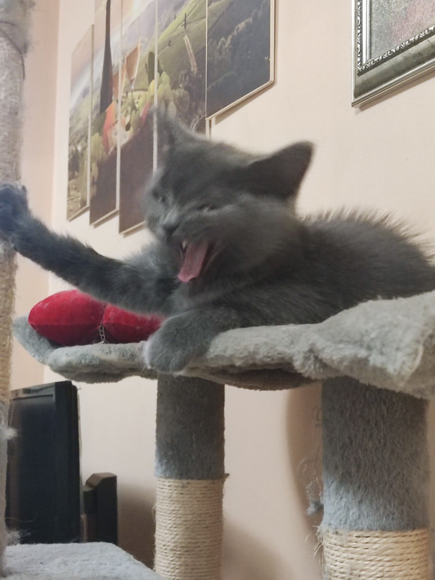 Котки Бургас! Британска късокосместа