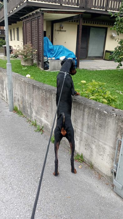 Mascul Doberman 9 luni.