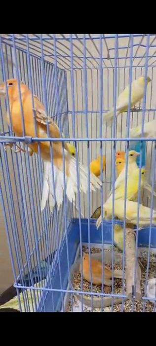 Тайор модалар сотилади донага 200 минг оптом 150минг