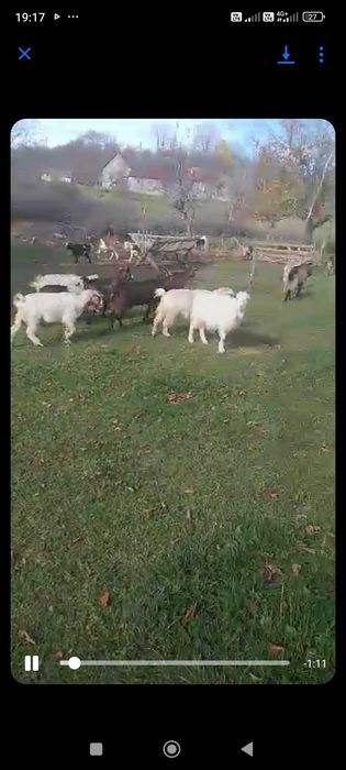 Capre tinere majoritatea la prima și a doua fatare.