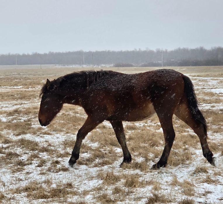 Продам 2 тая жеребчик, кобылка.  1 жеребчек пол года