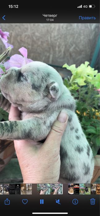 Щенки американский булли разного окраса