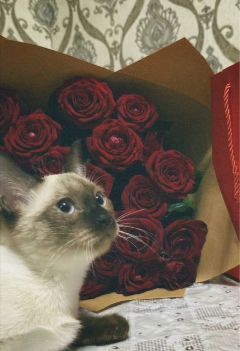 Сиамская кошка срочно сотилади