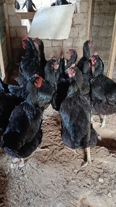 Қора шахзода тухумга заказ оламиз