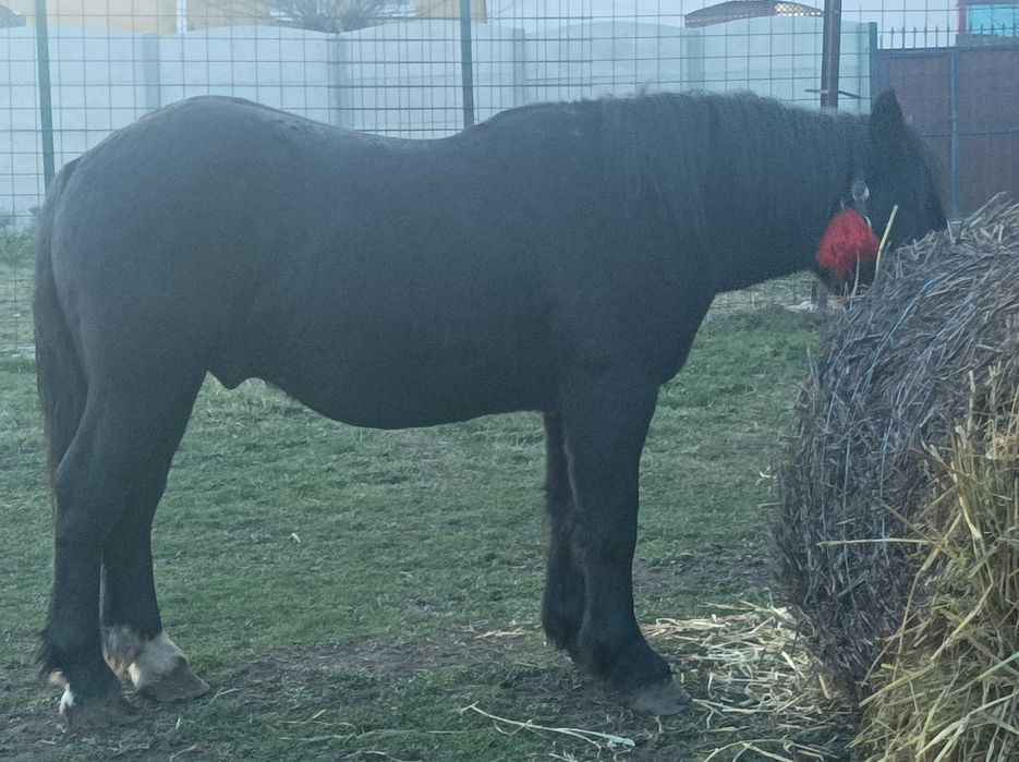 Vând armăsar de 1 an jumate