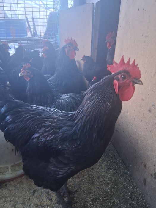 Cocoși Australorp 6 luni