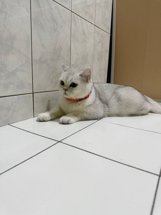 Zolataya Shinshila Sotladi