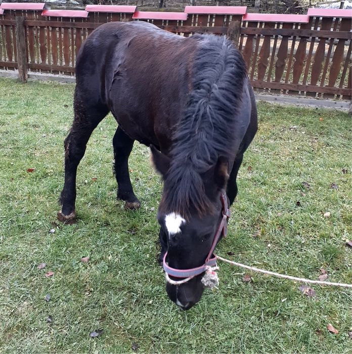 Vand mânză de 6 luni