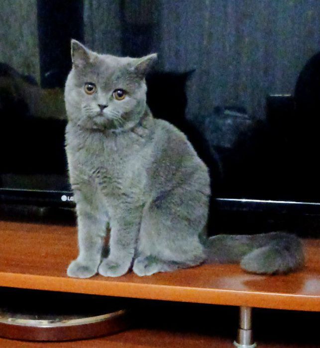 Кошечка скоттиш страйт 7 месяцев