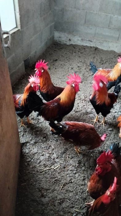 Продавам петли...