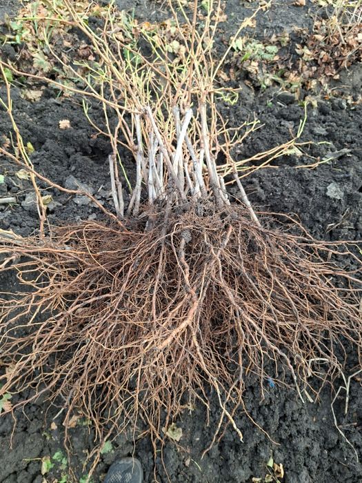 Vând Butași viță de vie Altoita și Hibrida anul 2 și 3 direct de la PR