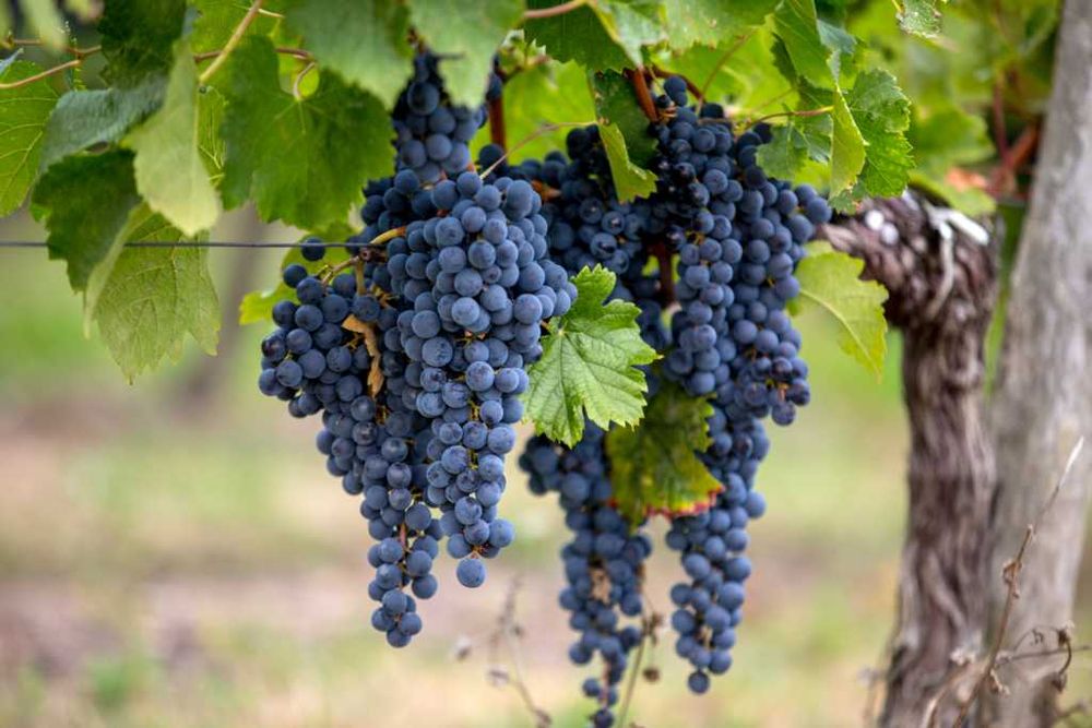 Merlot - Struguri de Vin - Merlot sau Feteasca - De La PRODUCATOR