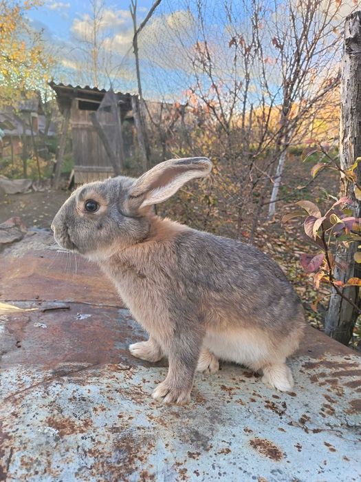 Vând iepuri vaccinați