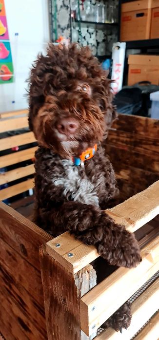 Лагото Романьоло - The Best breed ever