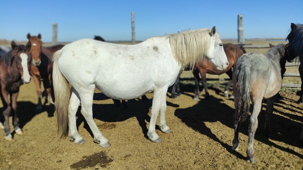 Бие сатылады,ишинде кулыны бар.Продам кобылу,жерёбая.