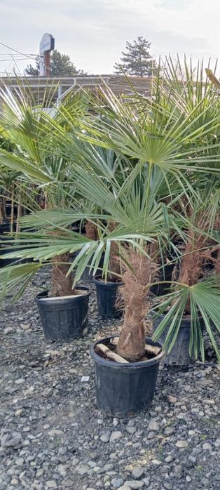 Plante ornamentale