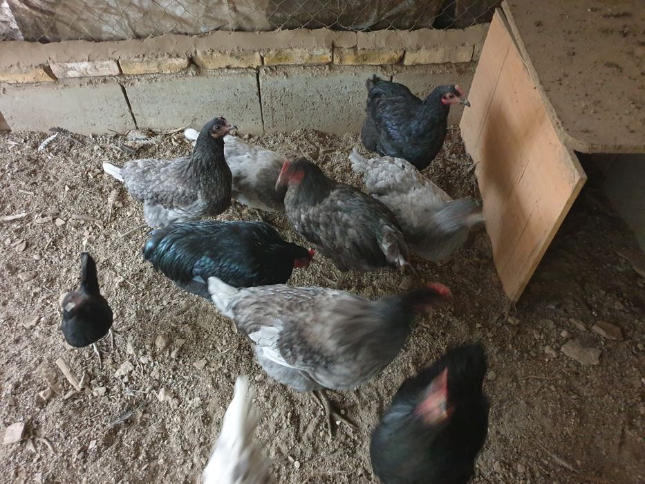 пилета порода Астролоп