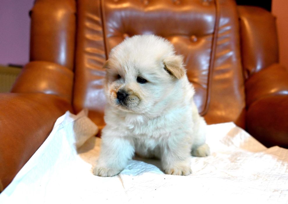 Pui Chou Chow din parinti cu pedigree