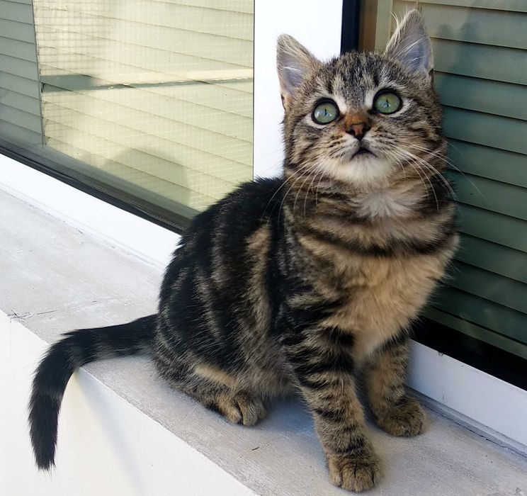 Подарявам малко миличко котенце